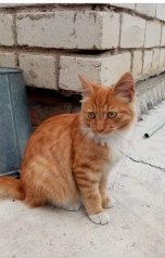 обложка книги liutingaes "Кот"