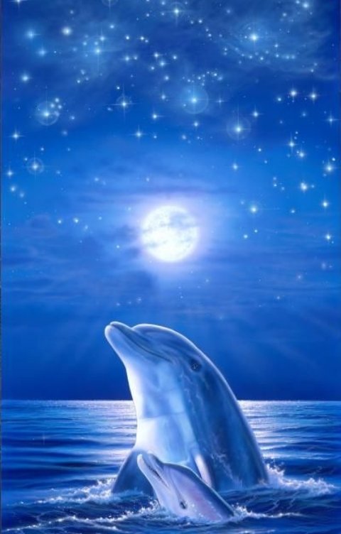 Обложка книги hub4eva Сердце Дельфина