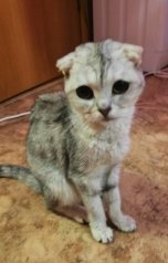 обложка книги Наталия Карпа "Снежа"