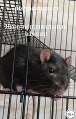 обложка книги poryadinamary "Яков-неправильный вампир"