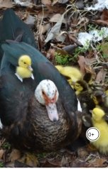 обложка книги borshkowskaya "Утёнок Трям"