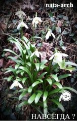 обложка книги nata-arch "Навсегда?"