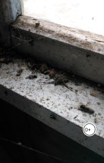 обложка книги Alexey Zelinsky "Паук"