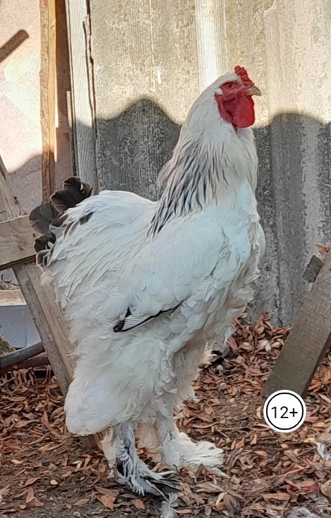 Обложка книги llissetta Чужих детей не бывает