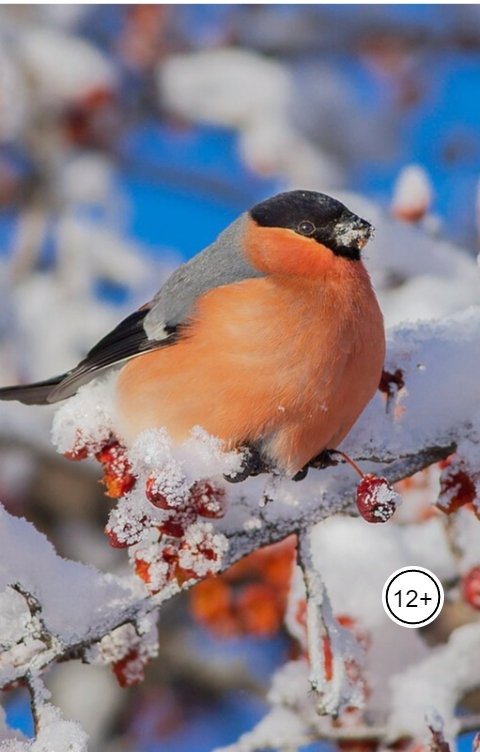 Обложка книги Роман Спасский Новогодняя история