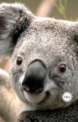 обложка книги aarci4772 "мой путь учителя в школе города Нью-Йорк"