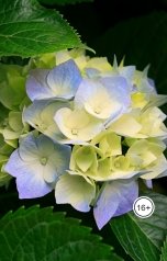 обложка книги aarci4772 "мой путь  преподавателя университета в  городе Нью-Йорк"