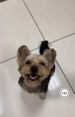 обложка книги Анна Лия "Детективное агентство "РБЧ". Происшествие на теплоходе"