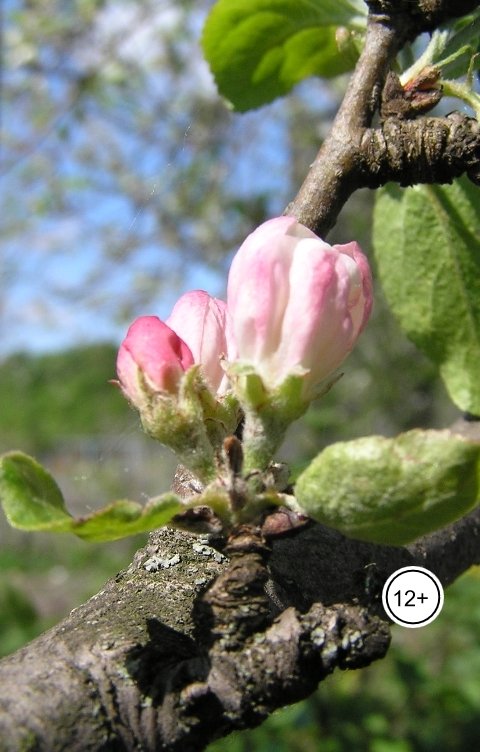 Обложка книги Nata Khari Времена богов